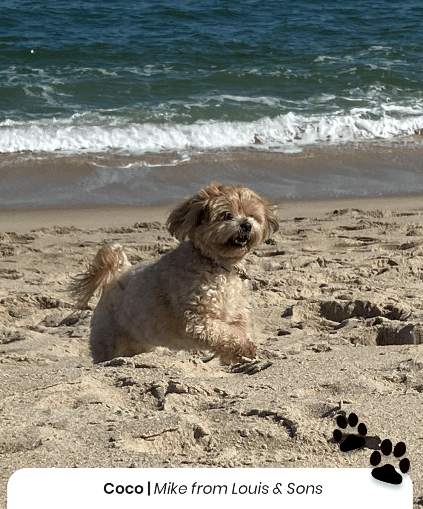 Coco the dog from Mike at Louis & Sons