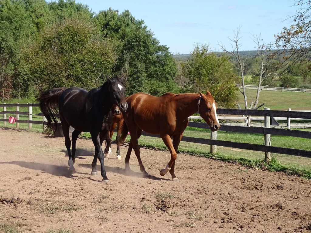 horses in Ringoes, NJ