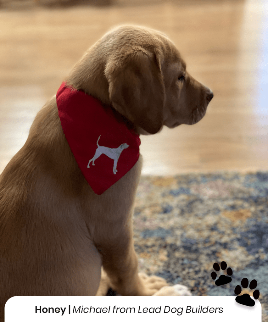 Honey the dog from Michael at Lead Dog Builders