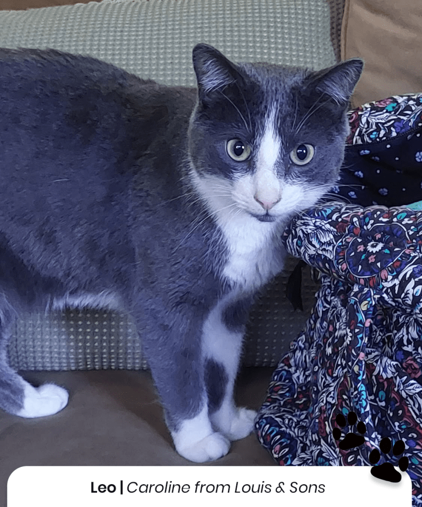 Leo the cat from Caroline at Louis & Sons