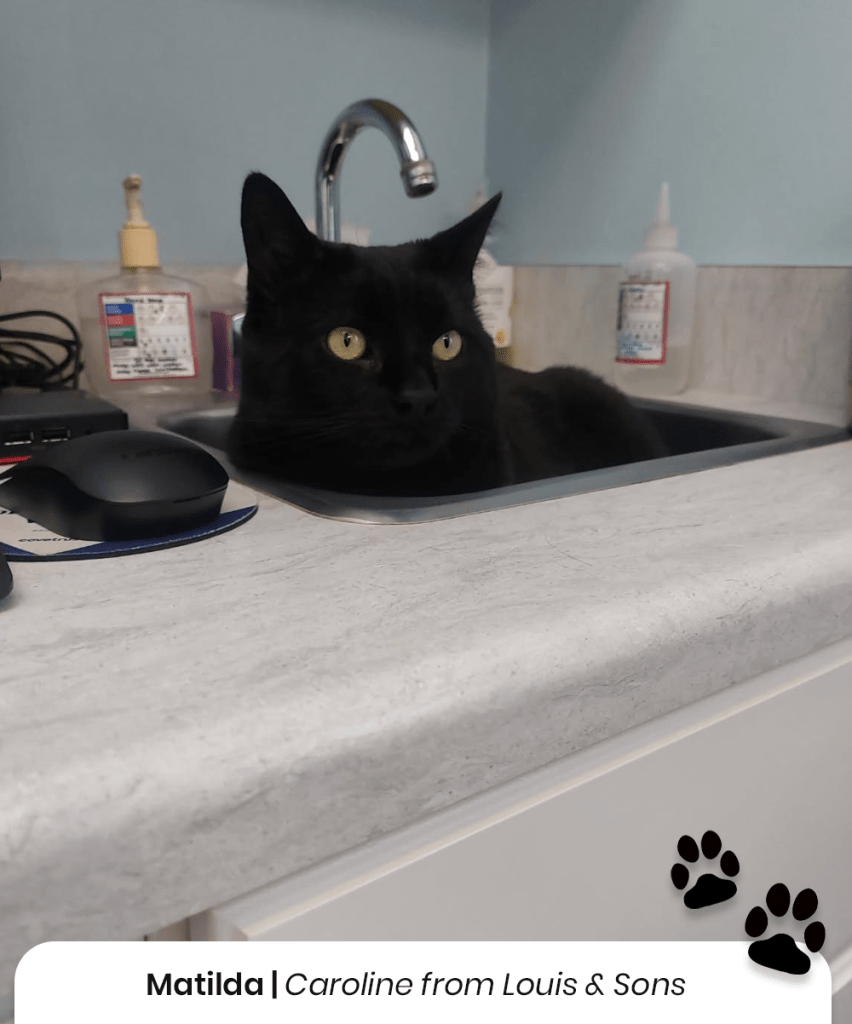 Matilda the cat from Caroline at Louis & Sons