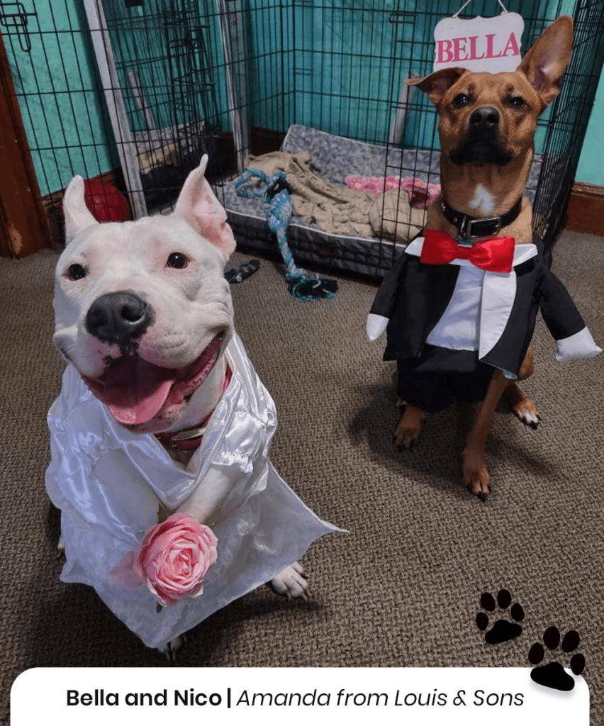 Bella and Nico, two dogs from Amanda at Louis & Sons