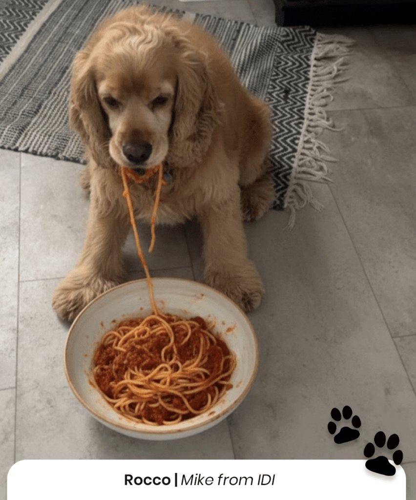 Rocco the dog from Mike from IDI