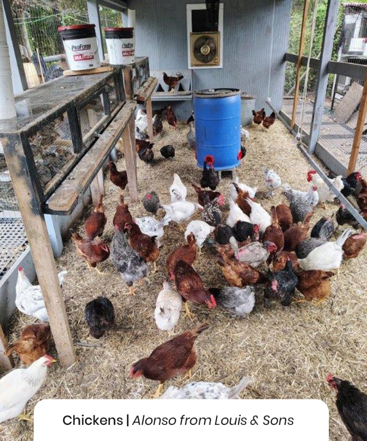 Chickens, Alonso from Louis & Sons
